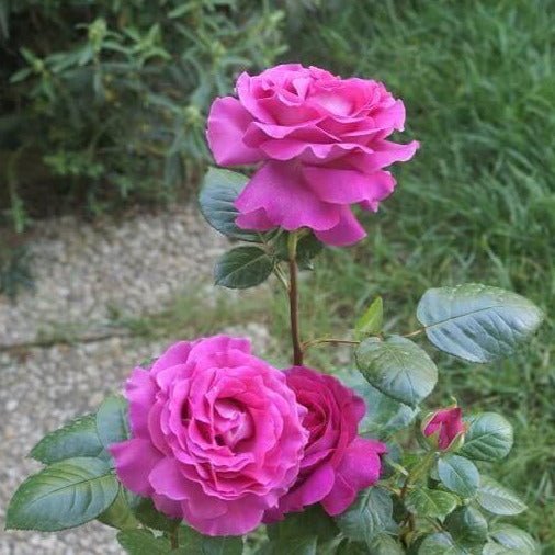 Chartreuse de Parme ® Hybrid Tea Roses garden rose bushes potted or bare root plants