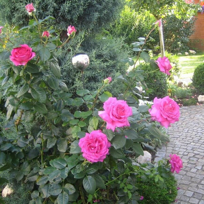 Chartreuse de Parme ® Hybrid Tea Roses garden rose bushes potted or bare root plants