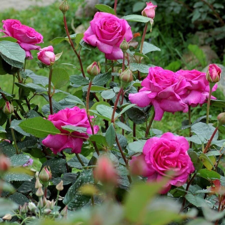 Chartreuse de Parme ® Hybrid Tea Roses garden rose bushes potted or bare root plants