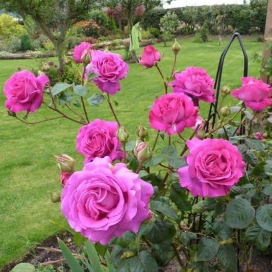Chartreuse de Parme ® Hybrid Tea Roses garden rose bushes potted or bare root plants