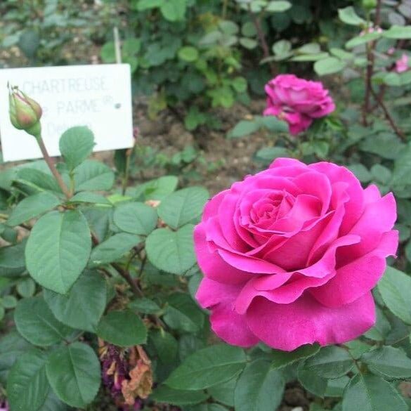 Chartreuse de Parme ® Hybrid Tea Roses garden rose bushes potted or bare root plants