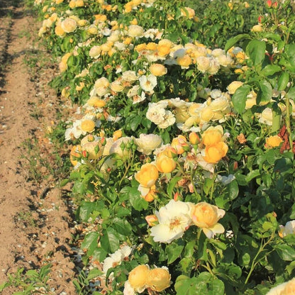 Chateau de Cheverny ® Floribunda Roses garden rose bushes potted or bare root plants