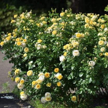 Chateau de Cheverny ® Floribunda Roses garden rose bushes potted or bare root plants