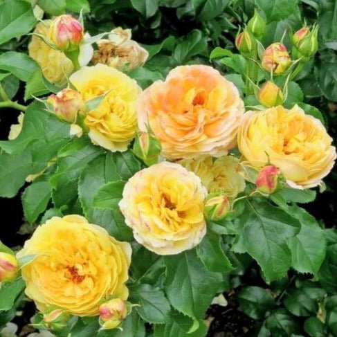 Chateau de Cheverny ® Floribunda Roses garden rose bushes potted or bare root plants