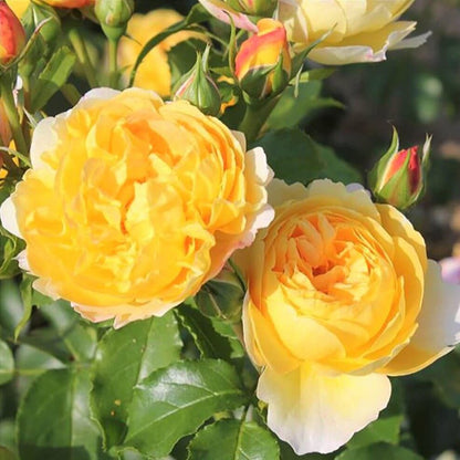 Chateau de Cheverny ® Floribunda Roses garden rose bushes potted or bare root plants