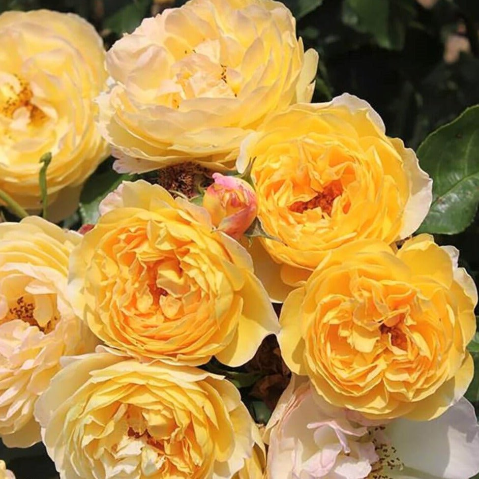 Chateau de Cheverny ® Floribunda Roses garden rose bushes potted or bare root plants