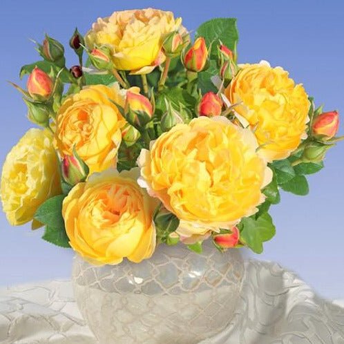 Chateau de Cheverny ® Floribunda Roses garden rose bushes potted or bare root plants