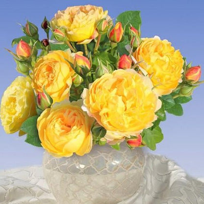 Chateau de Cheverny ® Floribunda Roses garden rose bushes potted or bare root plants