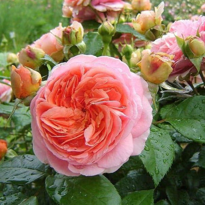 Chippendale ® Hybrid Tea Roses garden rose bushes potted or bare root plants