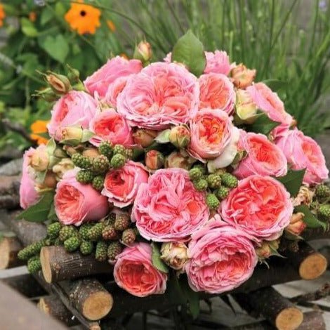 Chippendale ® Hybrid Tea Roses garden rose bushes potted or bare root plants