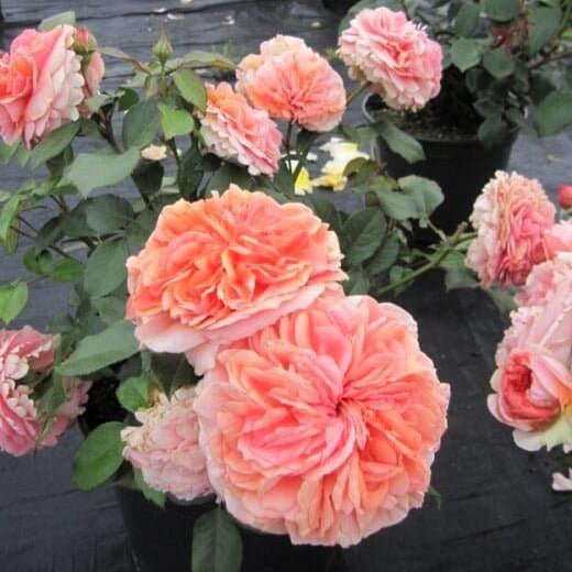 Chippendale ® Hybrid Tea Roses garden rose bushes potted or bare root plants