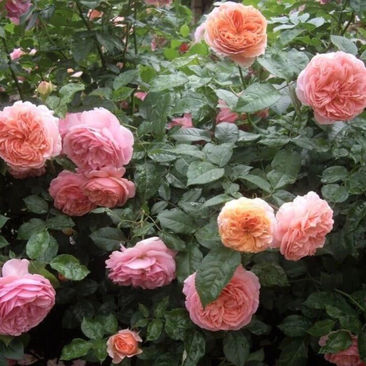Chippendale ® Hybrid Tea Roses garden rose bushes potted or bare root plants