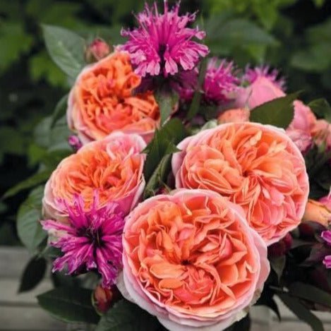 Chippendale ® Hybrid Tea Roses garden rose bushes potted or bare root plants