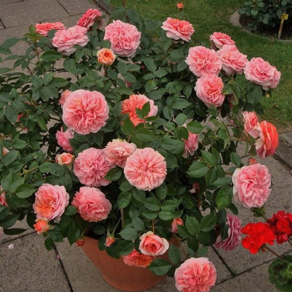 Chippendale ® Hybrid Tea Roses garden rose bushes potted or bare root plants