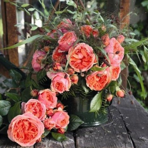 Chippendale ® Hybrid Tea Roses garden rose bushes potted or bare root plants