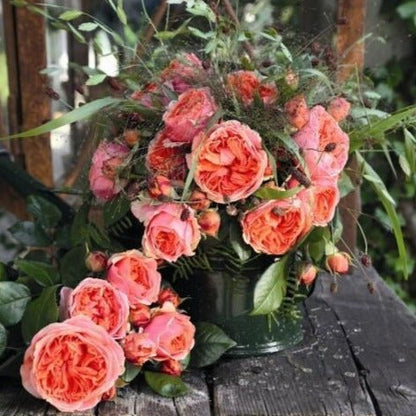 Chippendale ® Hybrid Tea Roses garden rose bushes potted or bare root plants