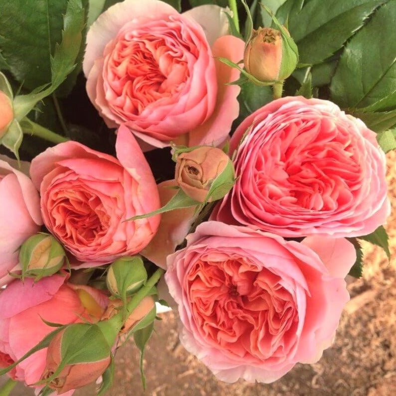 Chippendale ® Hybrid Tea Roses garden rose bushes potted or bare root plants
