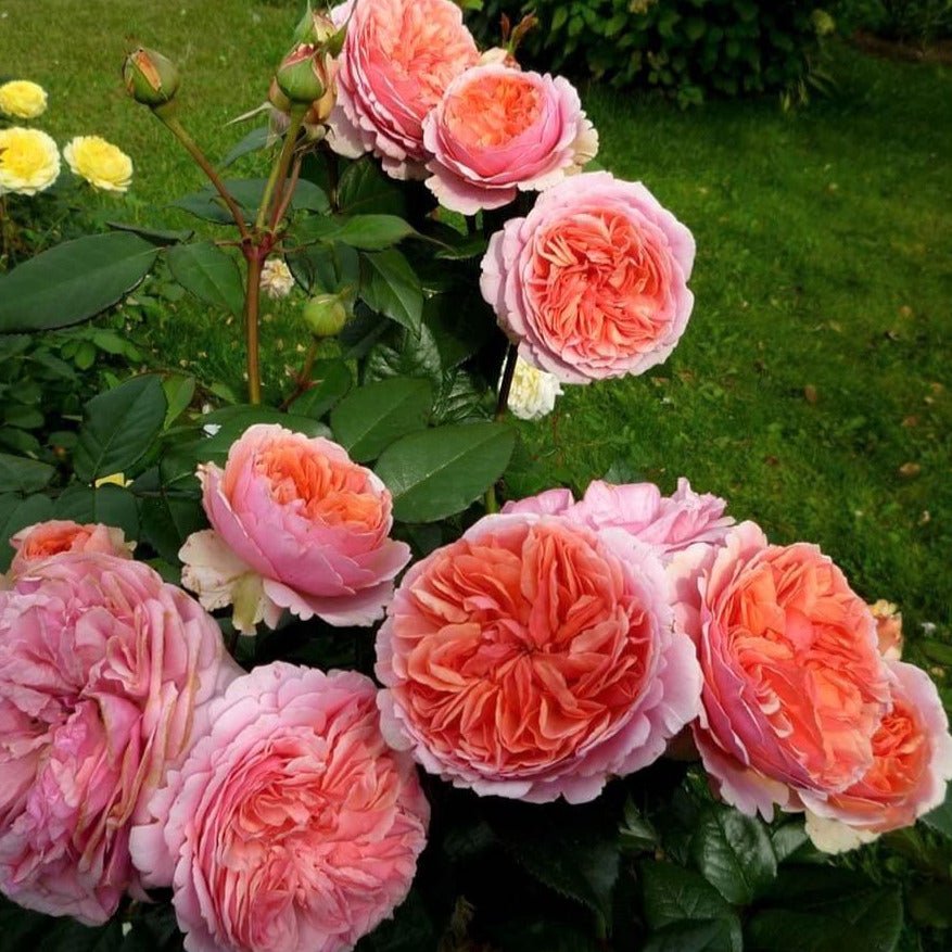 Chippendale ® Hybrid Tea Roses garden rose bushes potted or bare root plants
