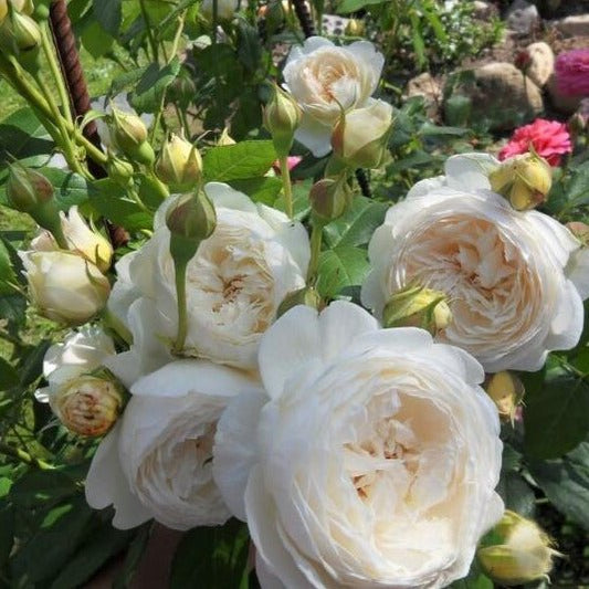 Claire Austin ® English Climbing Rose garden rose bushes potted or bare root plants