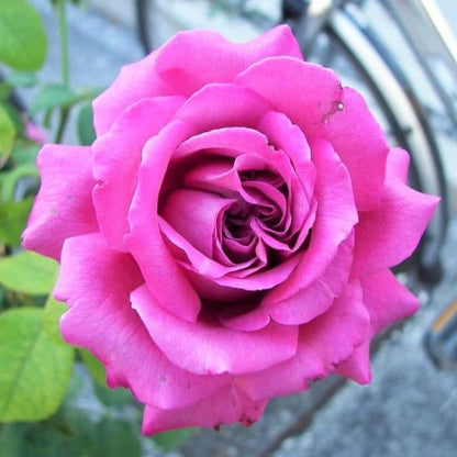 Claude Brasseur ® Hybrid Tea Roses garden rose bushes potted or bare root plants