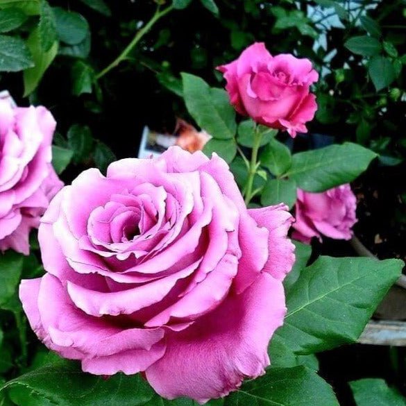 Claude Brasseur ® Hybrid Tea Roses garden rose bushes potted or bare root plants