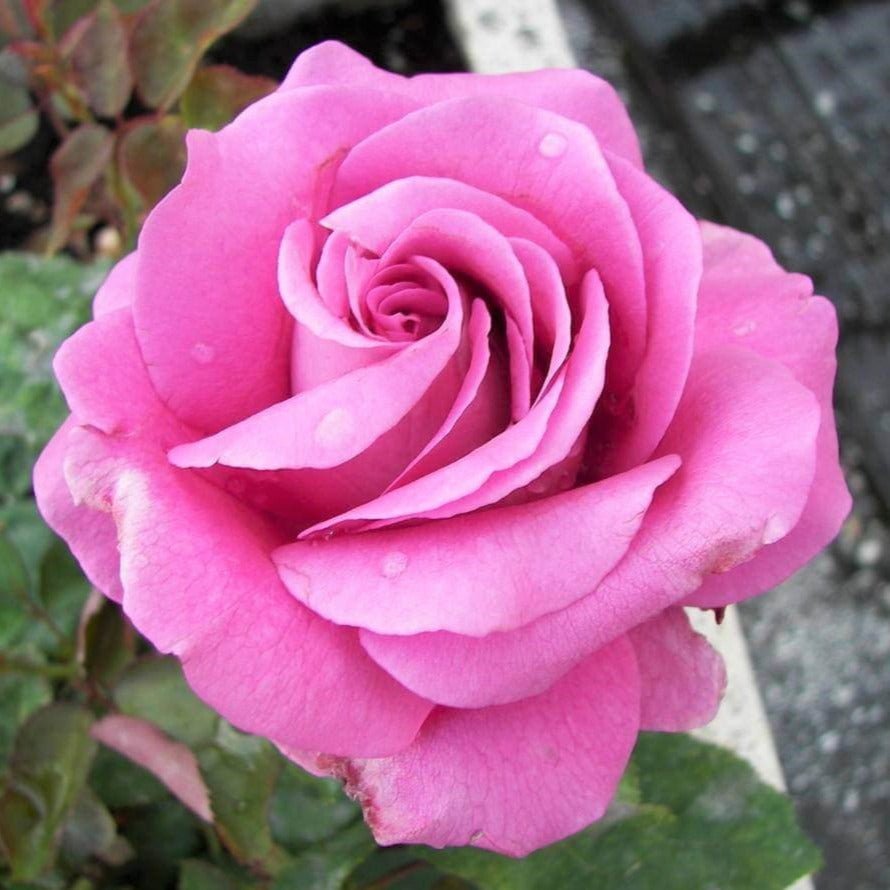 Claude Brasseur ® Hybrid Tea Roses garden rose bushes potted or bare root plants