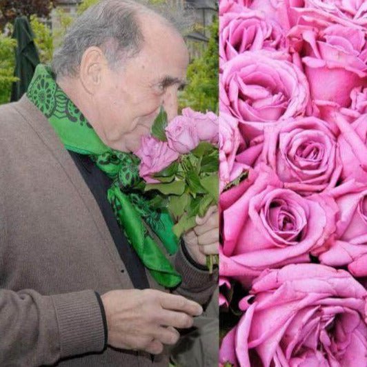 Claude Brasseur ® Hybrid Tea Roses garden rose bushes potted or bare root plants