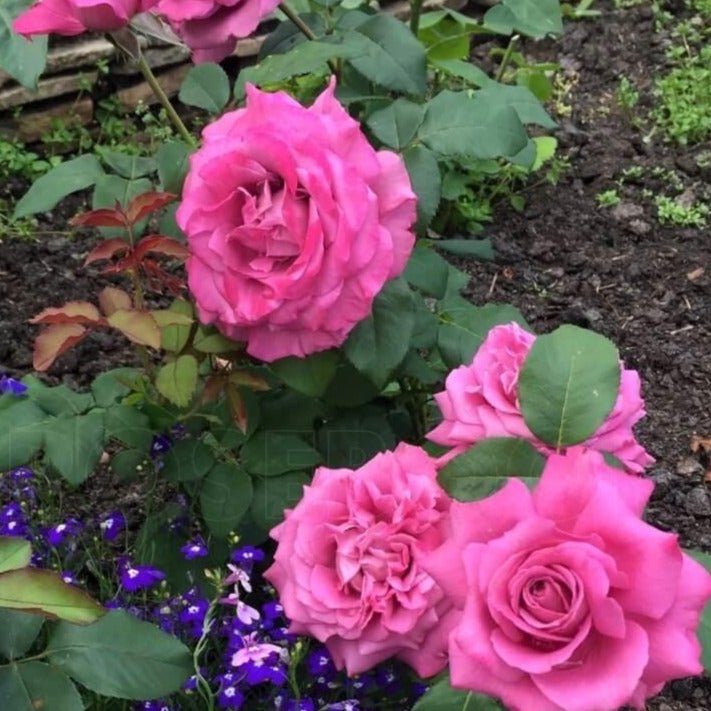 Claude Brasseur ® Hybrid Tea Roses garden rose bushes potted or bare root plants