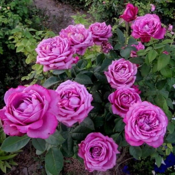 Claude Brasseur ® Hybrid Tea Roses garden rose bushes potted or bare root plants