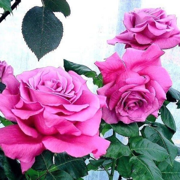 Claude Brasseur ® Hybrid Tea Roses garden rose bushes potted or bare root plants