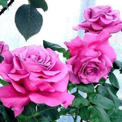 Claude Brasseur ® Hybrid Tea Roses garden rose bushes potted or bare root plants