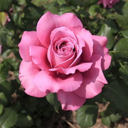 Claude Brasseur ® Hybrid Tea Roses garden rose bushes potted or bare root plants