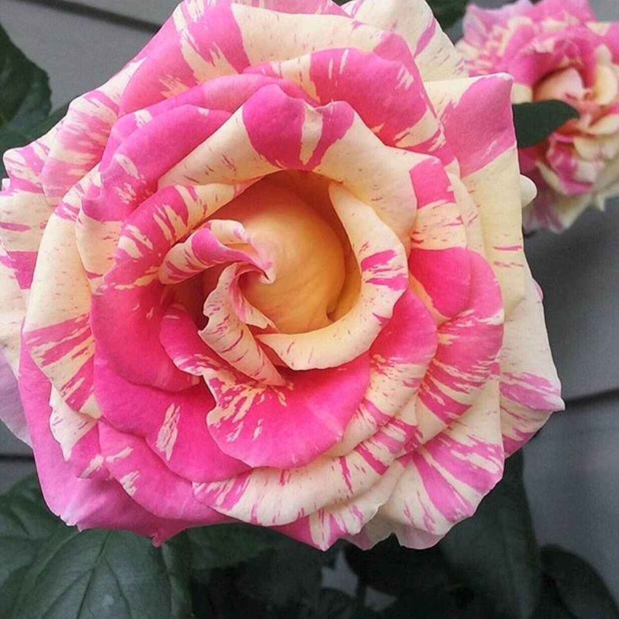 Claude Monet ® Hybrid Tea Roses garden rose bushes potted or bare root plants