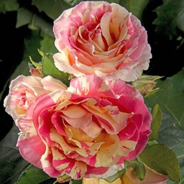 Claude Monet ® Hybrid Tea Roses garden rose bushes potted or bare root plants