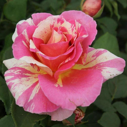 Claude Monet ® Hybrid Tea Roses garden rose bushes potted or bare root plants