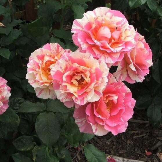 Claude Monet ® Hybrid Tea Roses garden rose bushes potted or bare root plants