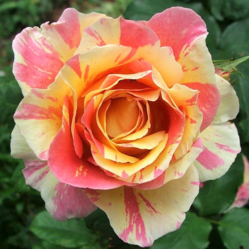 Claude Monet ® Hybrid Tea Roses garden rose bushes potted or bare root plants