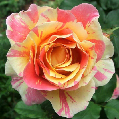 Claude Monet ® Hybrid Tea Roses garden rose bushes potted or bare root plants