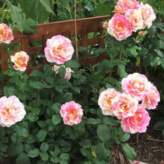 Claude Monet ® Hybrid Tea Roses garden rose bushes potted or bare root plants