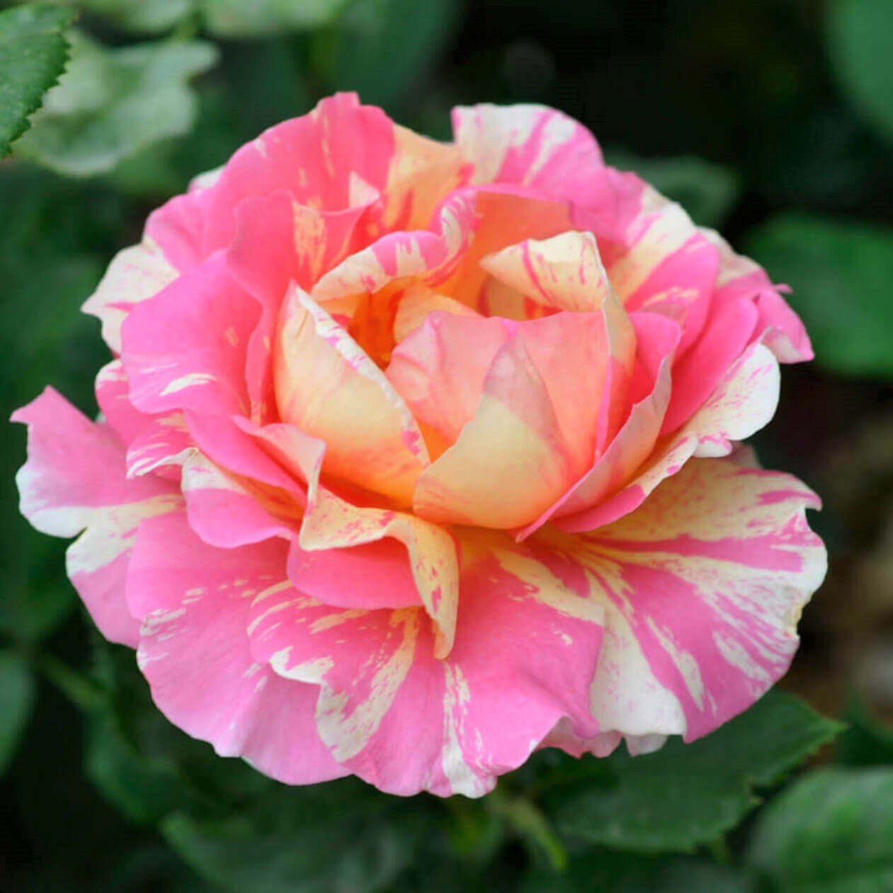 Claude Monet ® Hybrid Tea Roses garden rose bushes potted or bare root plants