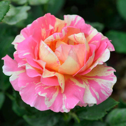 Claude Monet ® Hybrid Tea Roses garden rose bushes potted or bare root plants