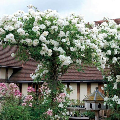 Climbing Iceberg ® Climbing Roses garden rose bushes potted or bare root plants