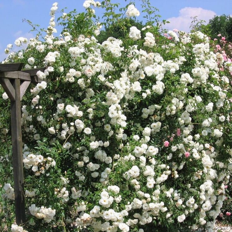 Climbing Iceberg ® Climbing Roses garden rose bushes potted or bare root plants