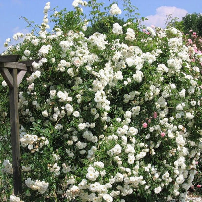 Climbing Iceberg ® Climbing Roses garden rose bushes potted or bare root plants