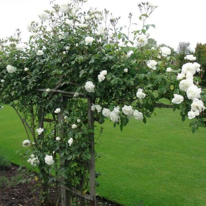 Climbing Iceberg ® Climbing Roses garden rose bushes potted or bare root plants