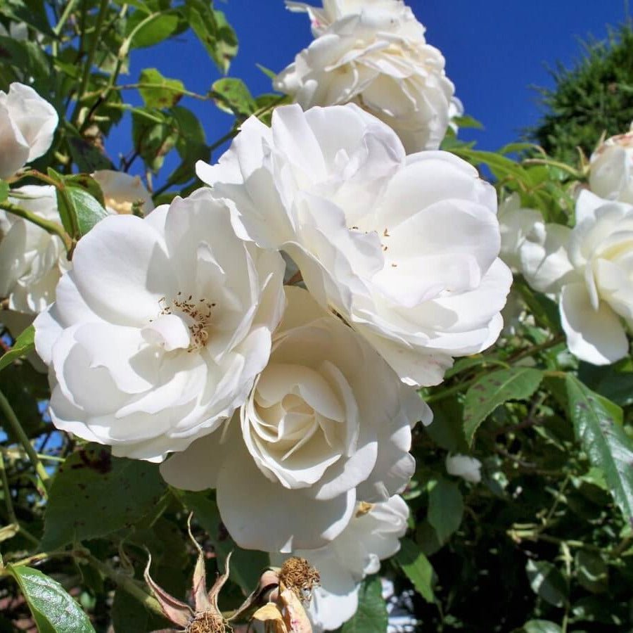 Climbing Iceberg ® Climbing Roses garden rose bushes potted or bare root plants