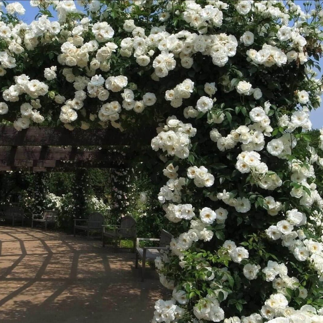 Climbing Iceberg ® Climbing Roses garden rose bushes potted or bare root plants