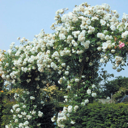 Climbing Iceberg ® Climbing Roses garden rose bushes potted or bare root plants