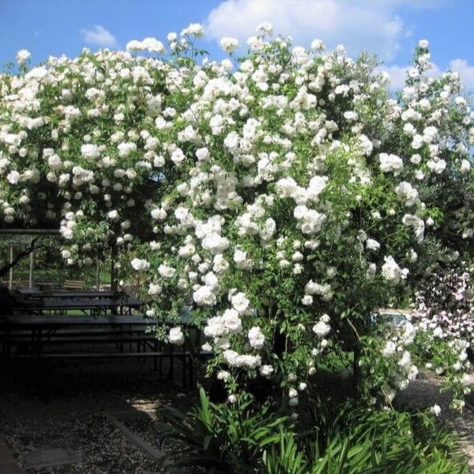 Climbing Iceberg ® Climbing Roses garden rose bushes potted or bare root plants