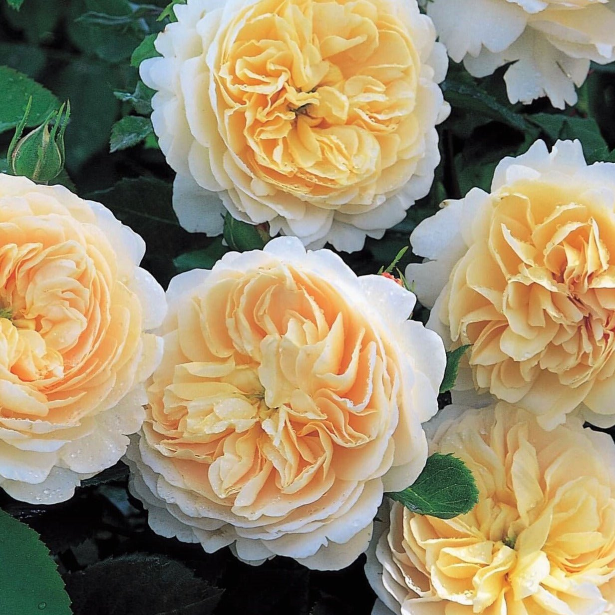 Crocus ® Floribunda Roses garden rose bushes potted or bare root plants